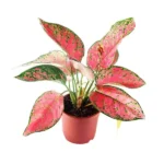 Attractive pink and green foliage Easy to grow, low maintenance Thrives in low to medium light Improves indoor air quality
