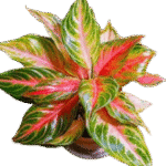 Striking red-green foliage Low light tolerant Air-purifying indoor plant Compact and decorative