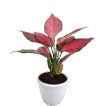 Compact, space-saving plant Thrives in low light Easy to care for Perfect for home or office décor