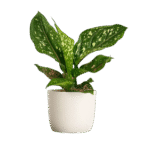 Elegant white-green foliage Low light & easy care Air-purifying indoor plant Perfect for home or office Organically grown Long-lasting freshness